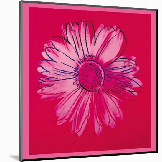 Daisy, c.1982 (Crimson and Pink)-Andy Warhol-Mounted Giclee Print