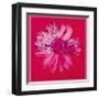 Daisy, c.1982 (Crimson and Pink)-Andy Warhol-Framed Giclee Print