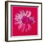 Daisy, c.1982 (Crimson and Pink)-Andy Warhol-Framed Giclee Print