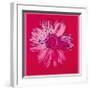 Daisy, c.1982 (Crimson and Pink)-Andy Warhol-Framed Giclee Print