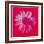 Daisy, c.1982 (Crimson and Pink)-Andy Warhol-Framed Giclee Print
