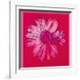 Daisy, c.1982 (Crimson and Pink)-Andy Warhol-Framed Giclee Print