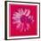 Daisy, c.1982 (Crimson and Pink)-Andy Warhol-Framed Giclee Print