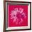 Daisy, c.1982 (Crimson and Pink)-Andy Warhol-Framed Giclee Print