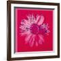 Daisy, c.1982 (Crimson and Pink)-Andy Warhol-Framed Giclee Print