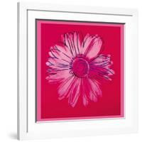 Daisy, c.1982 (Crimson and Pink)-Andy Warhol-Framed Giclee Print