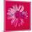 Daisy, c.1982 (Crimson and Pink)-Andy Warhol-Mounted Giclee Print