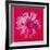 Daisy, c.1982 (Crimson and Pink)-Andy Warhol-Framed Giclee Print