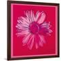 Daisy, c.1982 (Crimson and Pink)-Andy Warhol-Framed Giclee Print