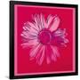 Daisy, c.1982 (Crimson and Pink)-Andy Warhol-Framed Giclee Print