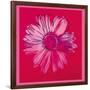 Daisy, c.1982 (Crimson and Pink)-Andy Warhol-Framed Giclee Print