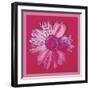 Daisy, c. 1982 (crimson and pink)-Andy Warhol-Framed Art Print