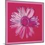 Daisy, c. 1982 (crimson and pink)-Andy Warhol-Mounted Art Print