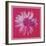 Daisy, c. 1982 (crimson and pink)-Andy Warhol-Framed Art Print