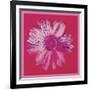 Daisy, c. 1982 (crimson and pink)-Andy Warhol-Framed Art Print