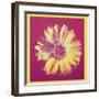 Daisy, c.1982 (Fuchsia and Yellow)-Andy Warhol-Framed Giclee Print