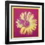 Daisy, c.1982 (Fuchsia and Yellow)-Andy Warhol-Framed Giclee Print