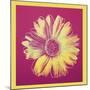 Daisy, c.1982 (Fuchsia and Yellow)-Andy Warhol-Mounted Giclee Print