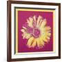 Daisy, c.1982 (Fuchsia and Yellow)-Andy Warhol-Framed Giclee Print