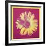 Daisy, c.1982 (Fuchsia and Yellow)-Andy Warhol-Framed Giclee Print