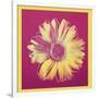 Daisy, c.1982 (Fuchsia and Yellow)-Andy Warhol-Framed Giclee Print