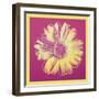 Daisy, c.1982 (fuchsia & yellow)-Andy Warhol-Framed Art Print