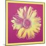 Daisy, c.1982 (fuchsia & yellow)-Andy Warhol-Mounted Art Print