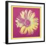 Daisy, c.1982 (fuchsia & yellow)-Andy Warhol-Framed Art Print