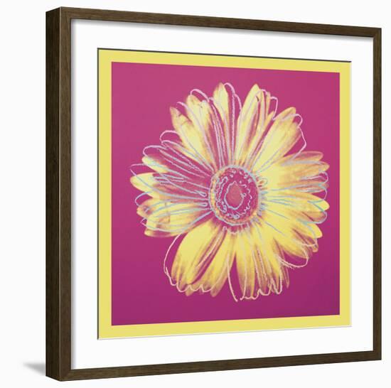 Daisy, c.1982 (fuchsia & yellow)-Andy Warhol-Framed Art Print