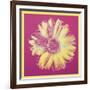 Daisy, c.1982 (fuchsia & yellow)-Andy Warhol-Framed Art Print