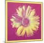 Daisy, c.1982 (fuchsia & yellow)-Andy Warhol-Mounted Art Print