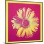 Daisy, c.1982 (Fuschia and Yellow)-Andy Warhol-Mounted Art Print