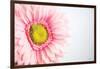 Daisy Close-up-Donnie Quillen-Framed Art Print