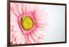 Daisy Close-up-Donnie Quillen-Framed Art Print