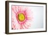 Daisy Close-up-Donnie Quillen-Framed Art Print