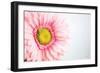 Daisy Close-up-Donnie Quillen-Framed Art Print