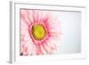 Daisy Close-up-Donnie Quillen-Framed Art Print