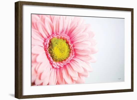 Daisy Close-up-Donnie Quillen-Framed Art Print