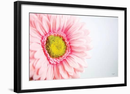 Daisy Close-up-Donnie Quillen-Framed Art Print