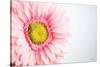 Daisy Close-up-Donnie Quillen-Stretched Canvas