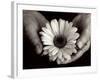 Daisy Cupped in Tired Hands-Stefanie Schneider-Framed Photographic Print