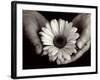 Daisy Cupped in Tired Hands-Stefanie Schneider-Framed Photographic Print