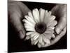 Daisy Cupped in Tired Hands-Stefanie Schneider-Mounted Photographic Print