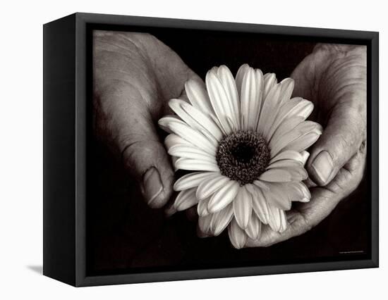 Daisy Cupped in Tired Hands-Stefanie Schneider-Framed Stretched Canvas