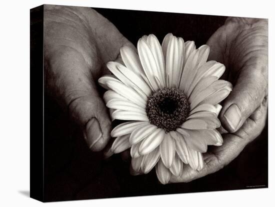 Daisy Cupped in Tired Hands-Stefanie Schneider-Stretched Canvas