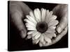 Daisy Cupped in Tired Hands-Stefanie Schneider-Stretched Canvas