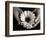 Daisy Cupped in Tired Hands-Stefanie Schneider-Framed Photographic Print