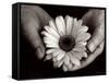 Daisy Cupped in Tired Hands-Stefanie Schneider-Framed Stretched Canvas