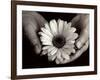 Daisy Cupped in Tired Hands-Stefanie Schneider-Framed Photographic Print