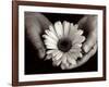 Daisy Cupped in Tired Hands-Stefanie Schneider-Framed Photographic Print